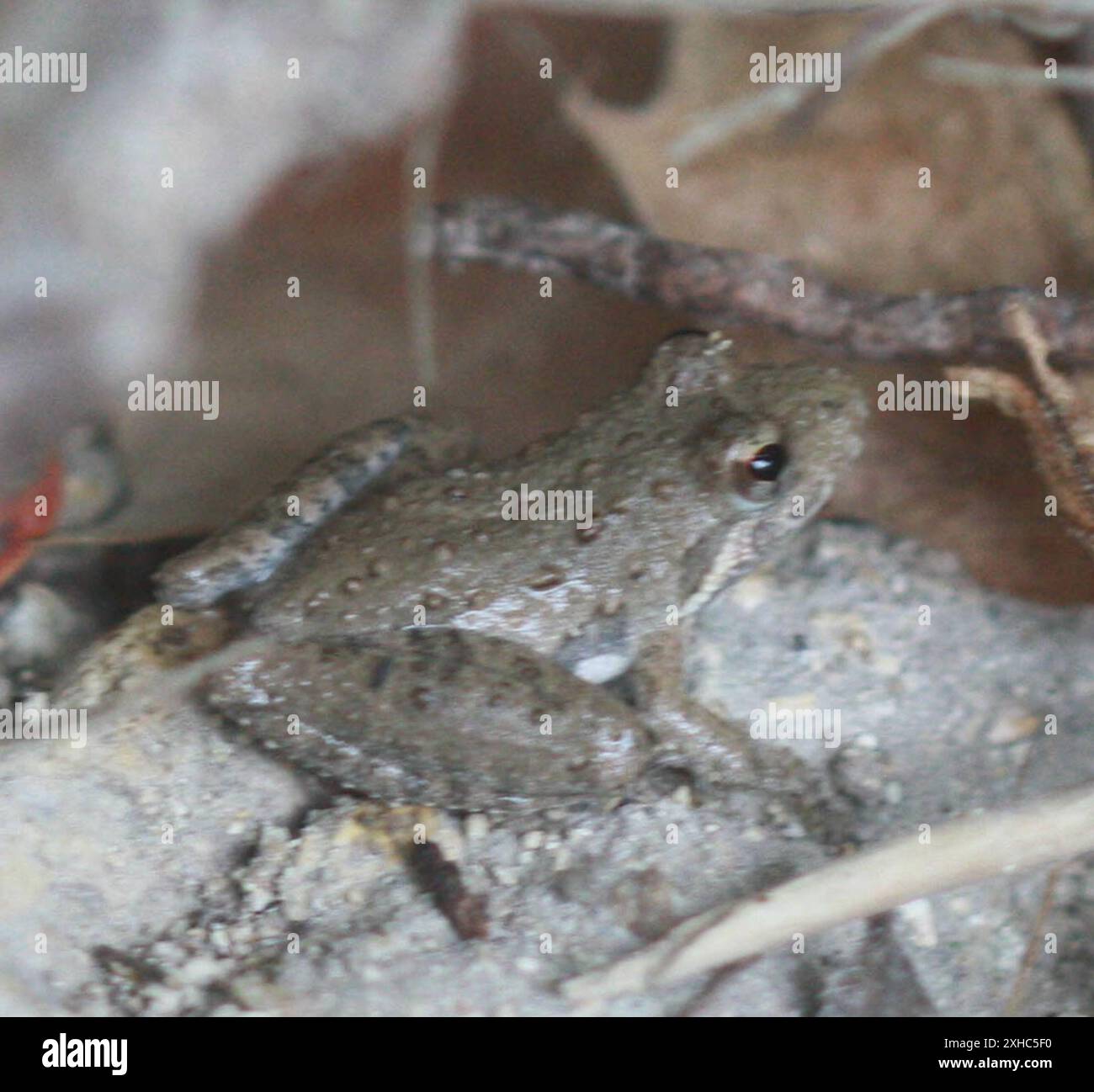 Blanchard's Cricket Frog (Acris blanchardi) Hamilton Pools Foto Stock