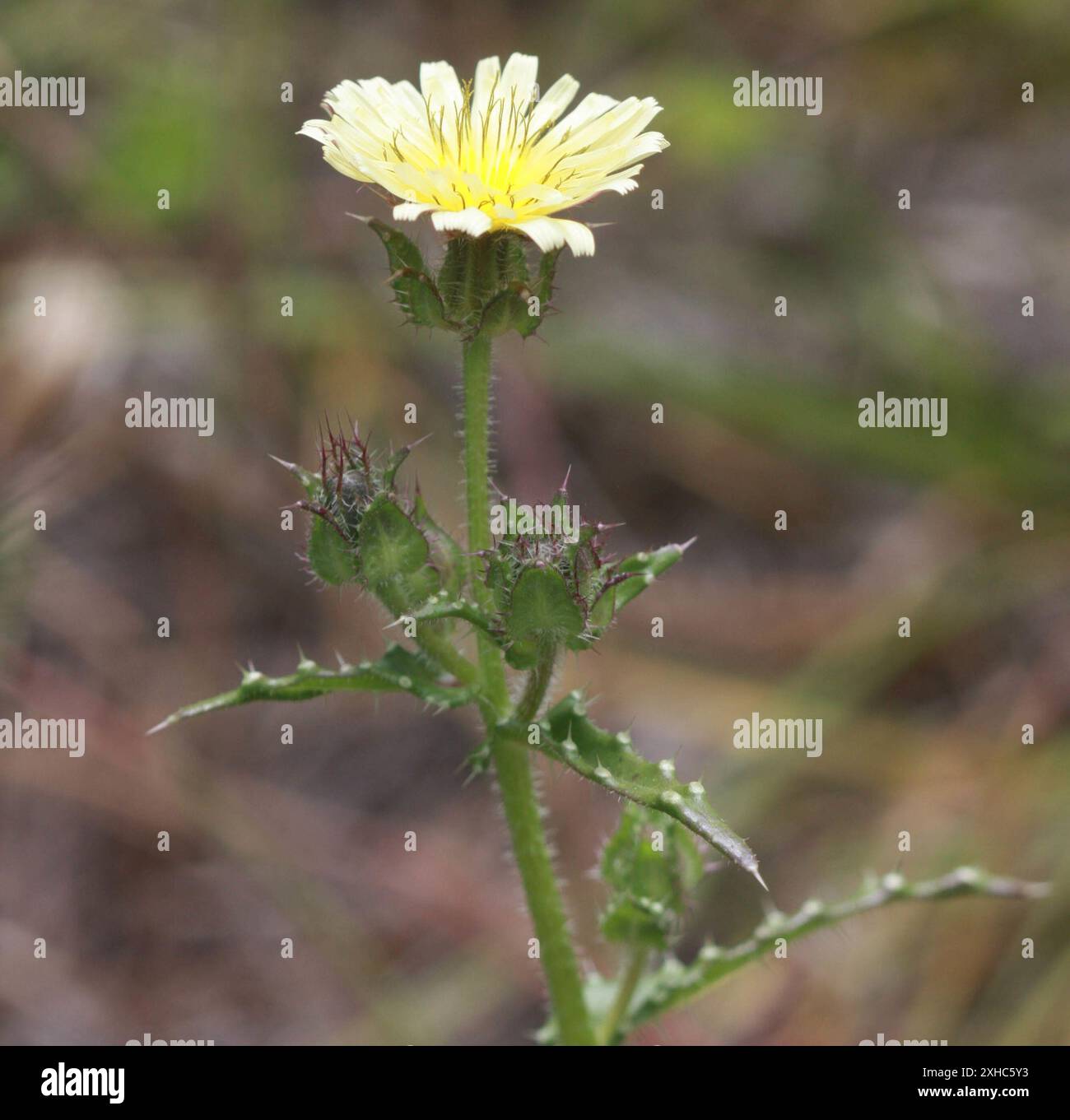 Lingua brusca (Helminthotheca echioides) montagna di san bruno Foto Stock