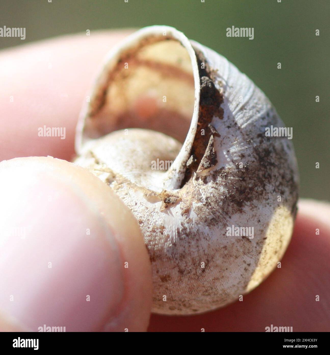 Nicklin's Shoulderband Snail (Helminthoglypta nickliniana) montagna san bruno Foto Stock