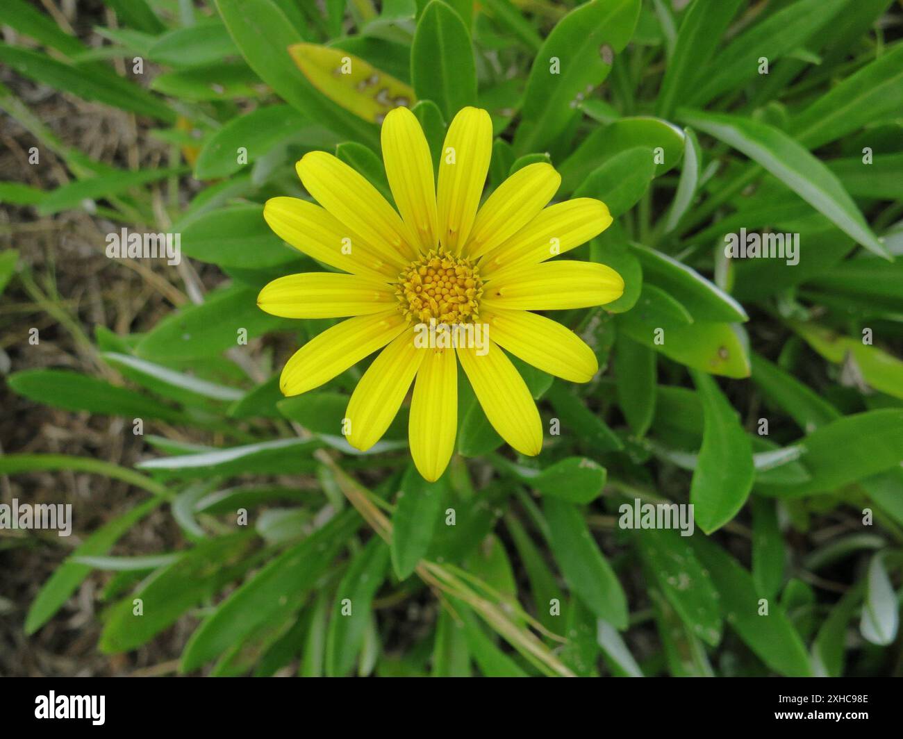 Greenleaf seguendo Gazania (Gazania rigens uniflora) Salt River ad est dell'estuario del Salt River Foto Stock