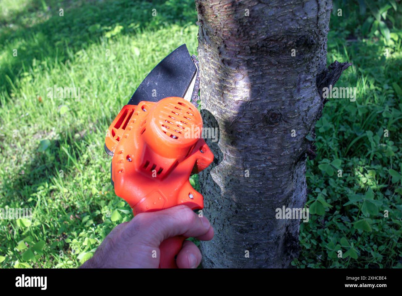 tagliare un albero di pesca con una motosega elettrica nel cortile posteriore in un pomeriggio di sole Foto Stock