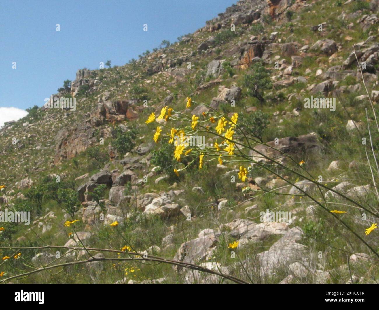 Woollystalk Boneseed (Osteospermum junceum) Steenbokberg al largo di Bains Kloof Foto Stock