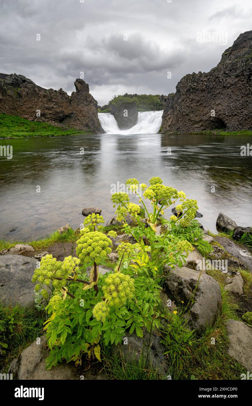 Fiori alla cascata Hjalparfoss tra rocce basaltiche, Sudurland, Islanda Foto Stock