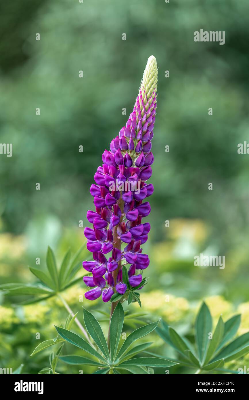 Primo piano di un fiore viola lupino con uno sfondo verde bokeh Foto Stock