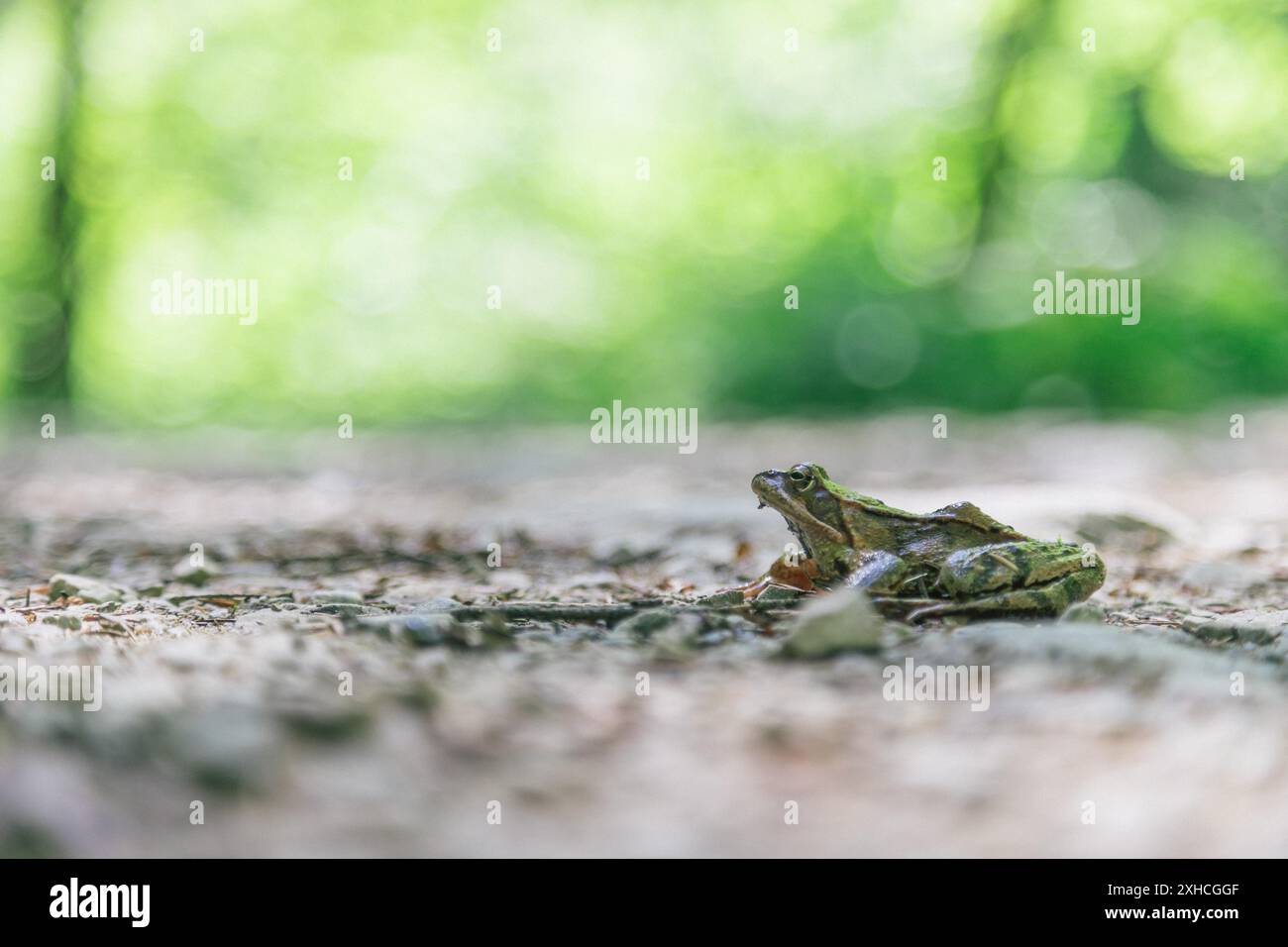 Primo piano di una rana su un pavimento di pietra nella foresta Foto Stock