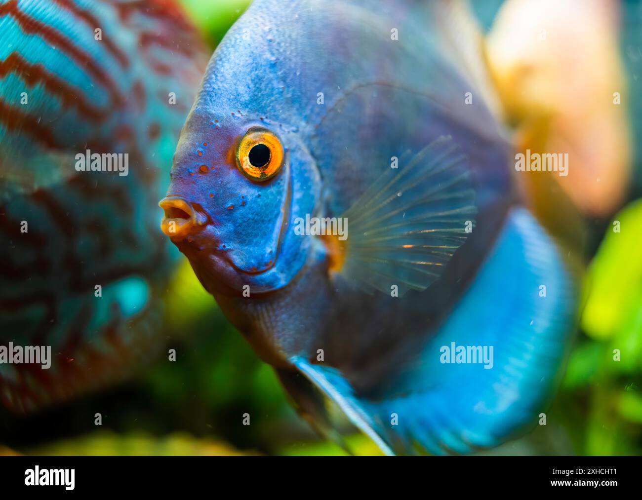 Blue Discus pesce dettagliato da vicino nell'acquario. Tema Fishkeeping Foto Stock