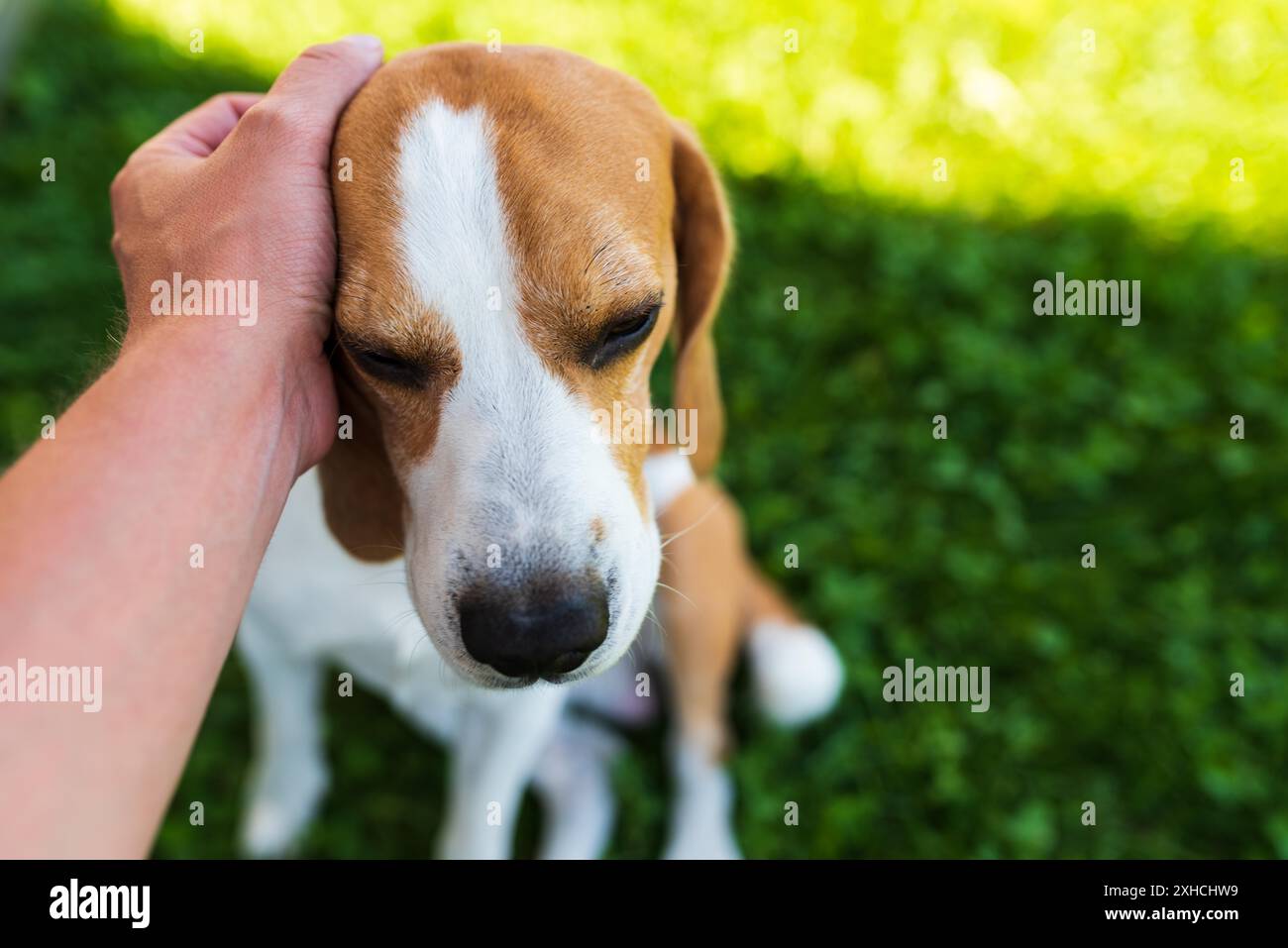 Il proprietario accarezzano il cane da beagle sull'erba il giorno d'estate soleggiato. Buon concetto di cane Foto Stock