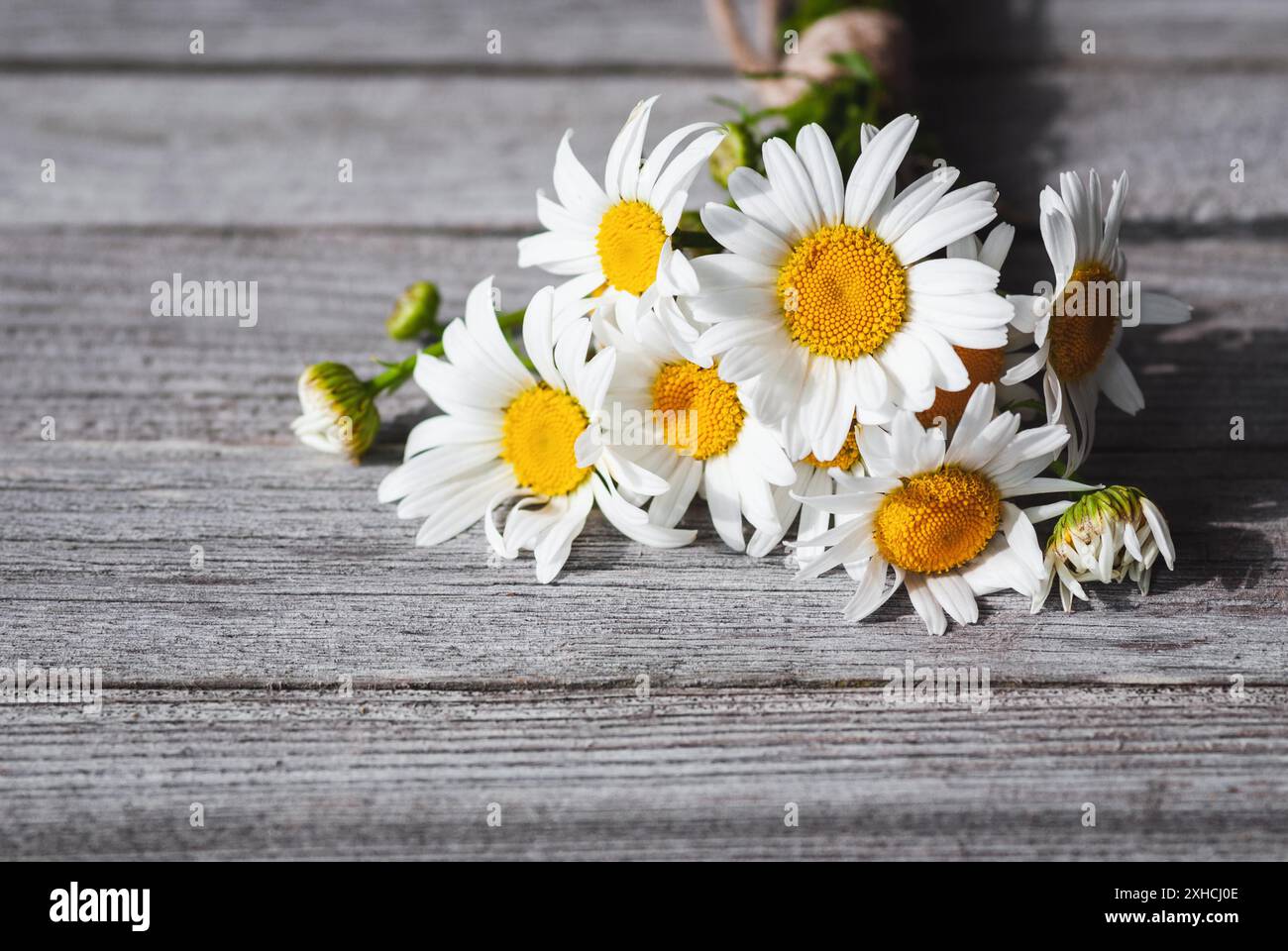 Mazzo di camomiles su tavola grigia in legno, spazio copia Foto Stock