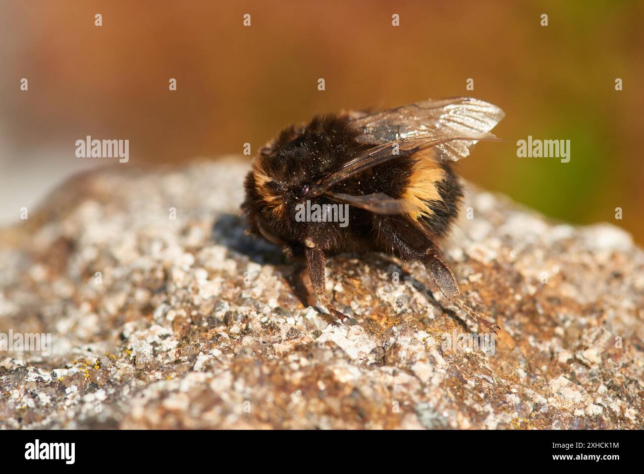 bumblebee morto dalla coda di rondine su una pietra. bumblebee (Bombus terrestris) morto dalla coda di ciuffo su una pietra Foto Stock