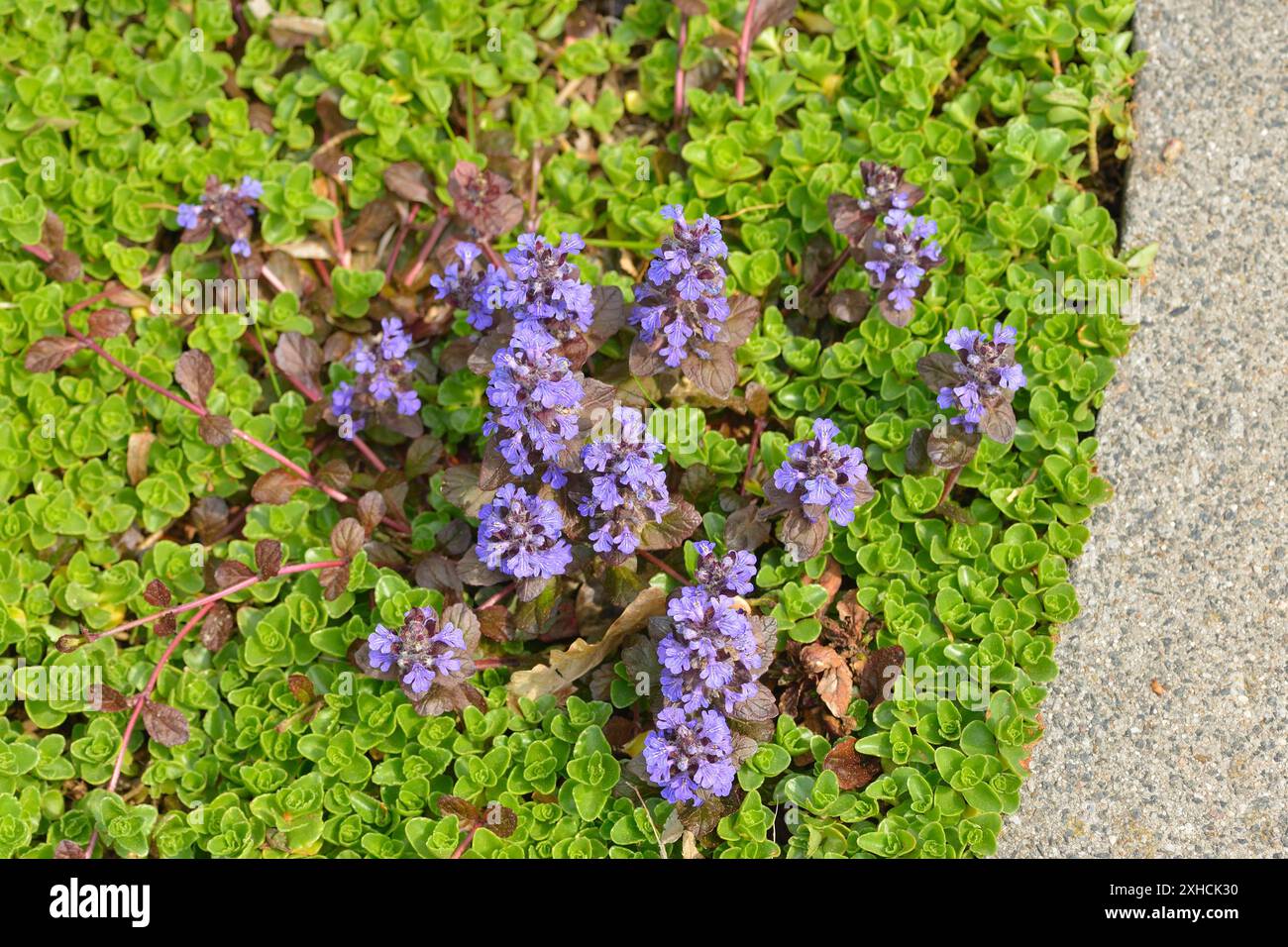 Kriechender Guensel (Ajuga reptans) Blossom di Ajuga reptans è comunemente noto come bugle, Blue bugle Foto Stock