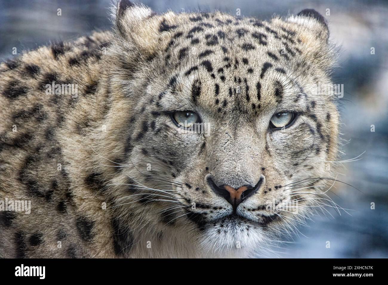 Ritratto del leopardo delle nevi Foto Stock