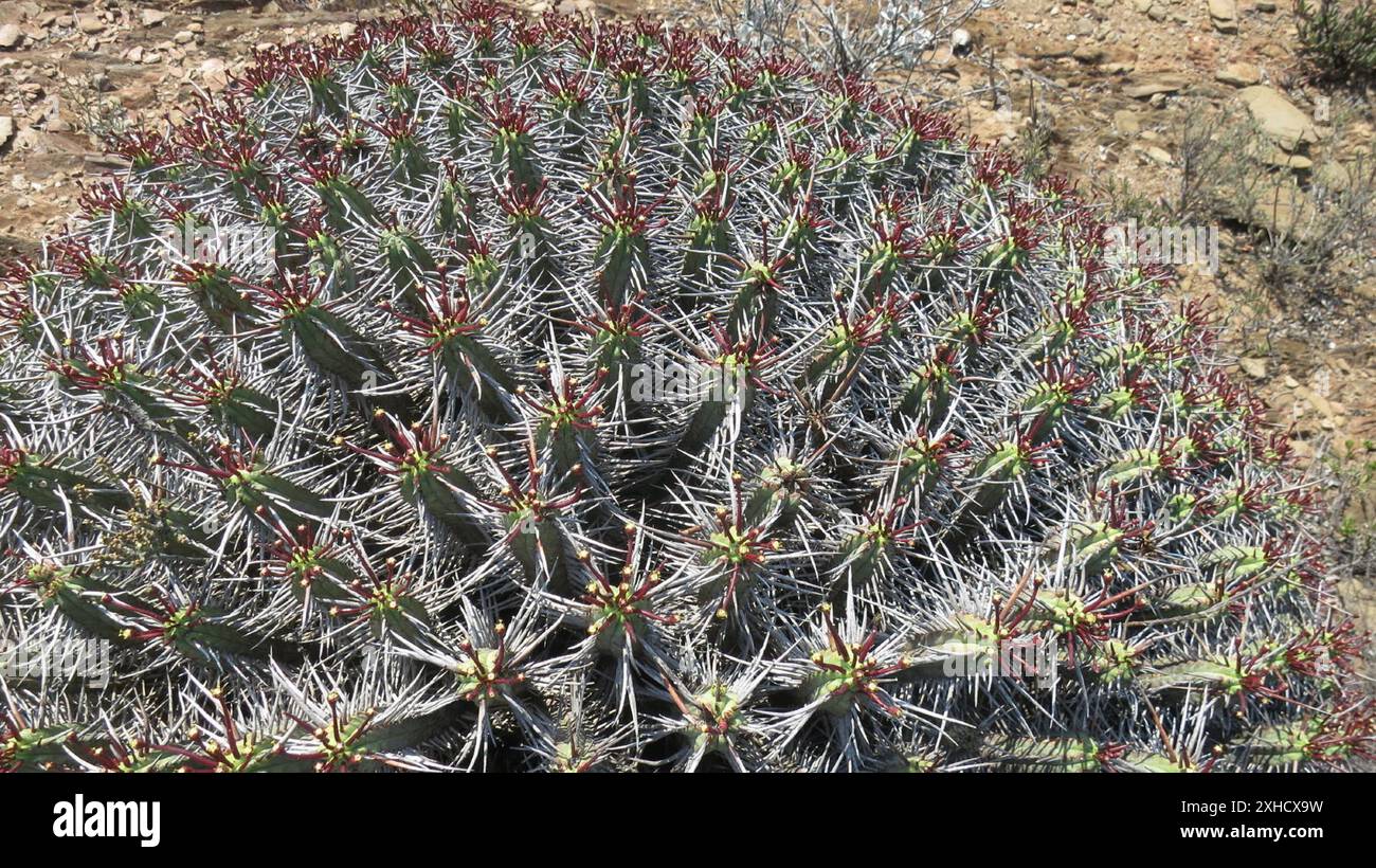 Rock Barrelwort (Euphorbia heptagona) min Water in the Klein Karoo Foto Stock