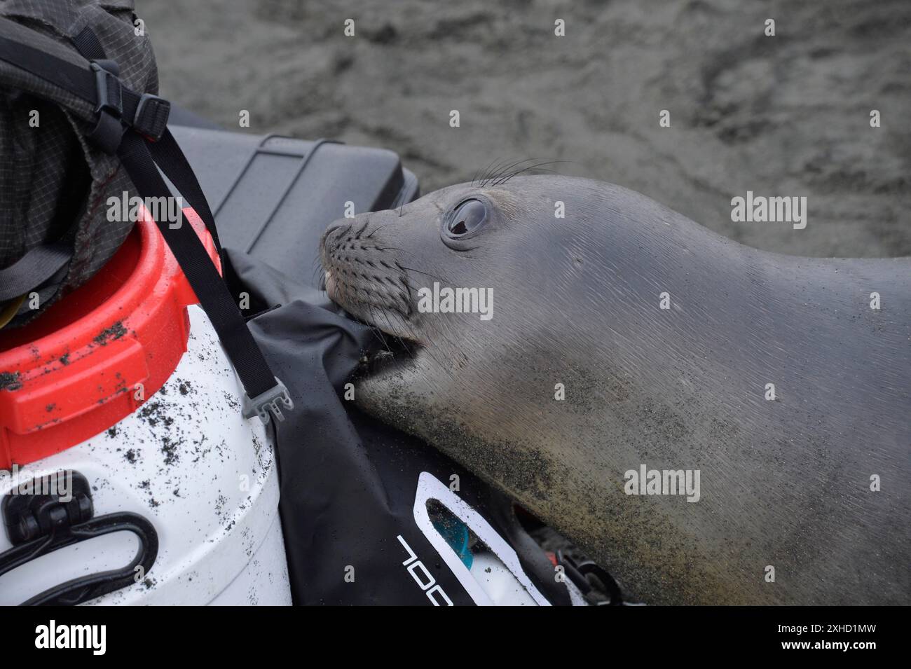 Giovani elefanti che giocano con l'equipaggiamento della spedizione, Gold Harbour, Georgia del Sud Foto Stock