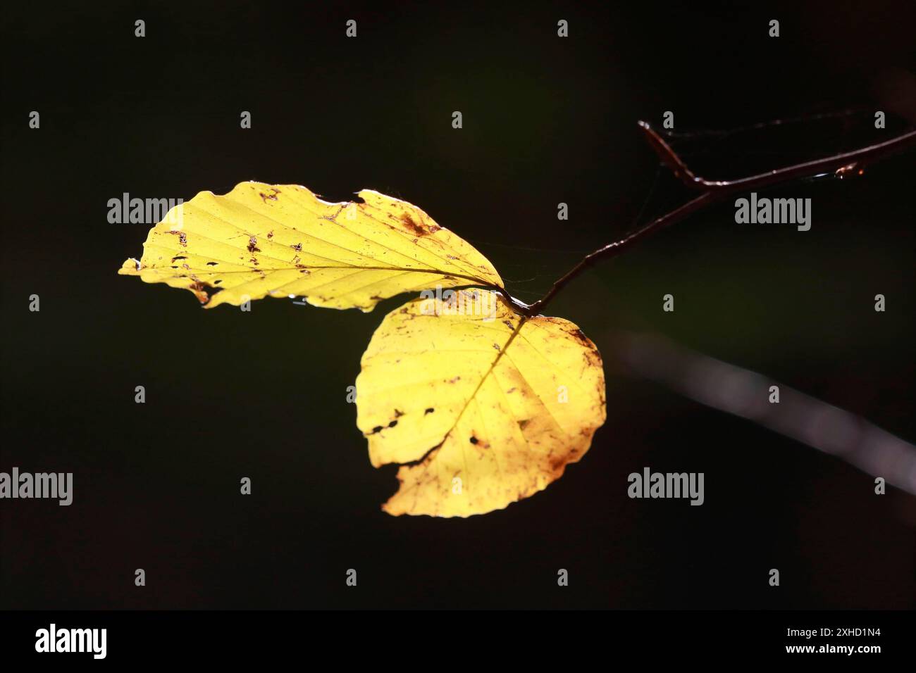 Il faggio le foglie in autunno i colori Foto Stock