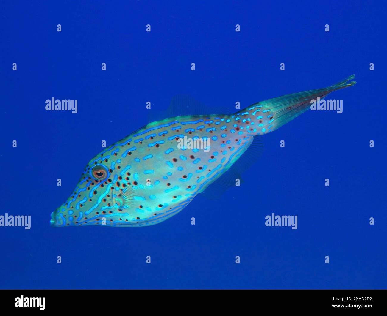 Pesce fileto raschiato (Aluterus scriptus) con motivo punteggiato nell'oceano blu. Sito per immersioni John Pennekamp Coral Reef State Park, Key largo, Florida Keys Foto Stock