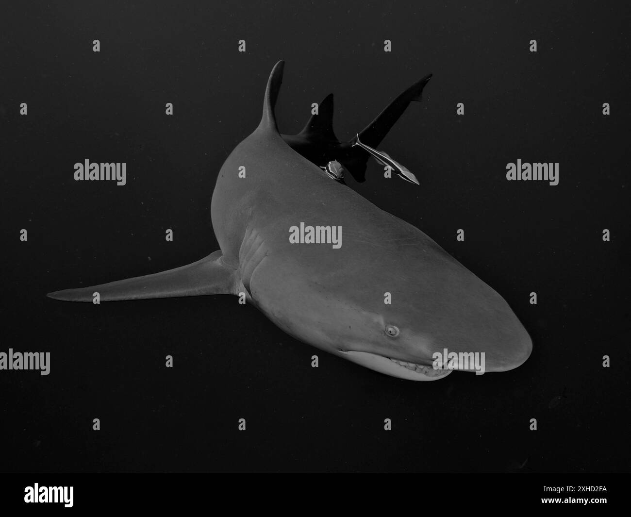 Uno squalo limone (Negaprion brevirostris) nuota nell'oceano in una fotografia in bianco e nero. Sito per immersioni Bonair, Jupiter, Florida, Stati Uniti Foto Stock