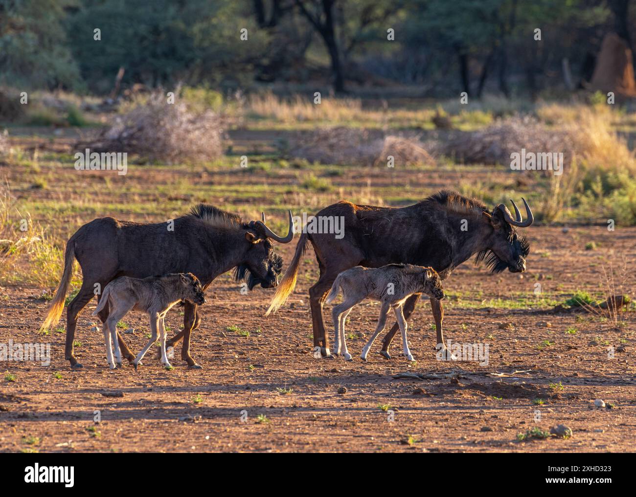 Black Wildebeest, connochaetes gnou, donna con polpaccio Foto Stock