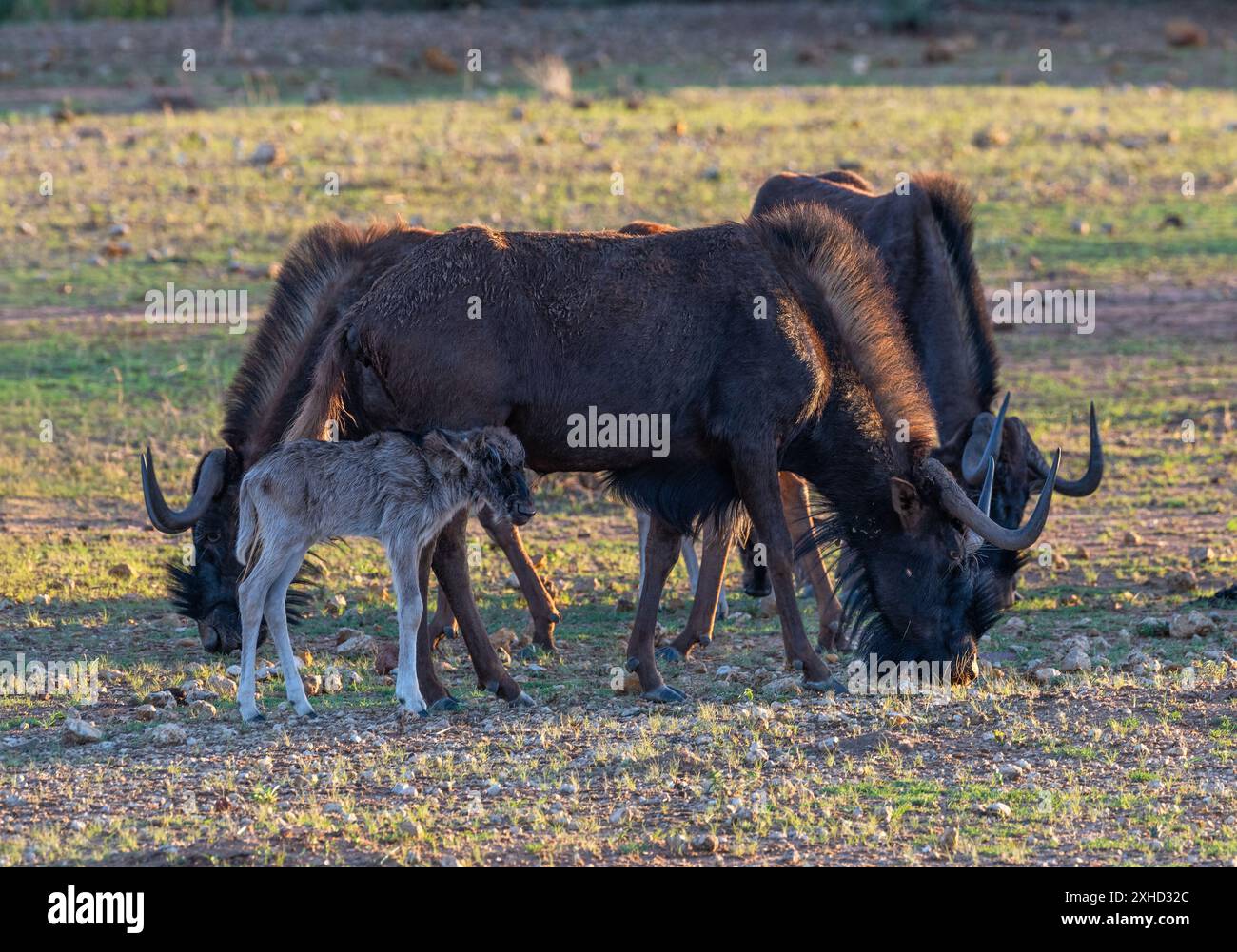 Black Wildebeest, connochaetes gnou, donna con polpaccio Foto Stock