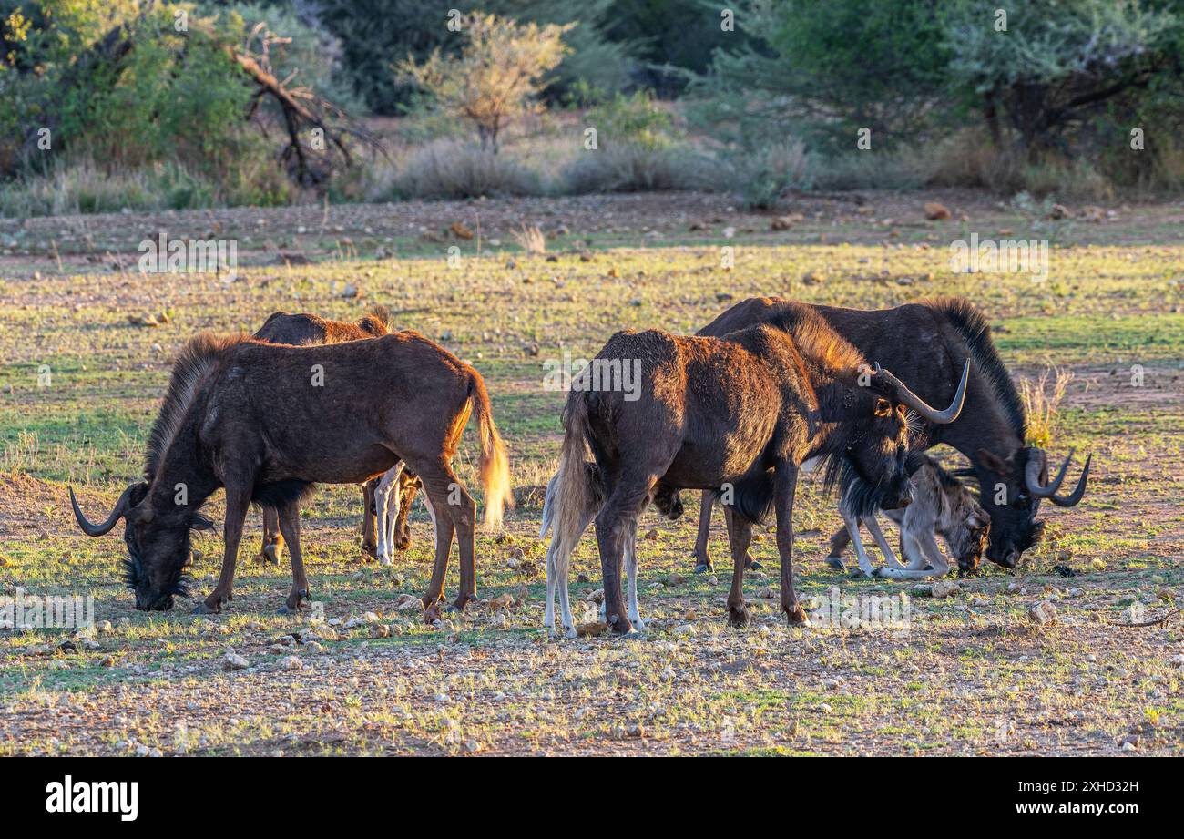 Black Wildebeest, connochaetes gnou, donna con polpaccio Foto Stock