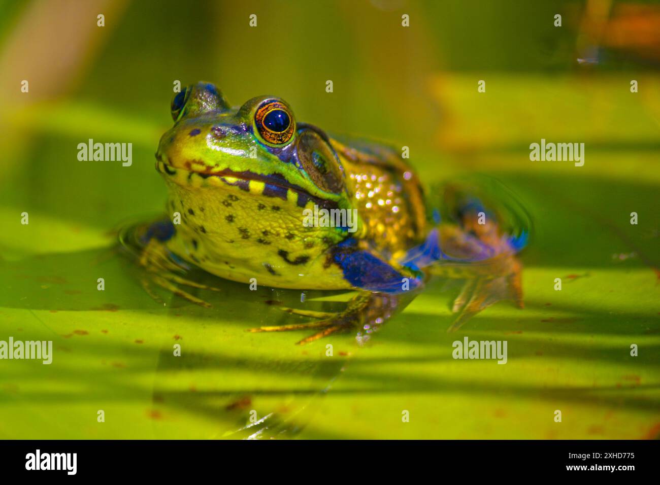 American bullfrog nella piscina d'acqua poco profonda Foto Stock