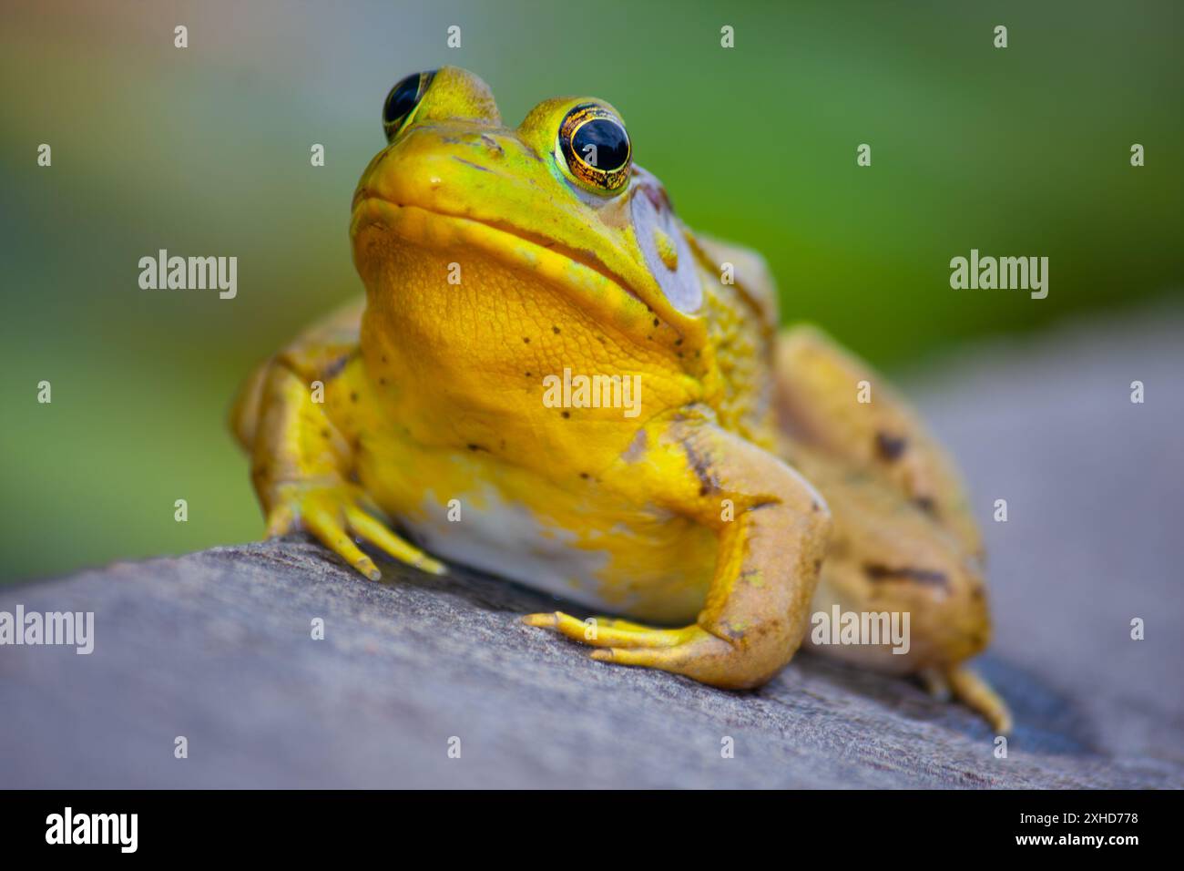 Ritratto di primo piano American bullfrog Foto Stock