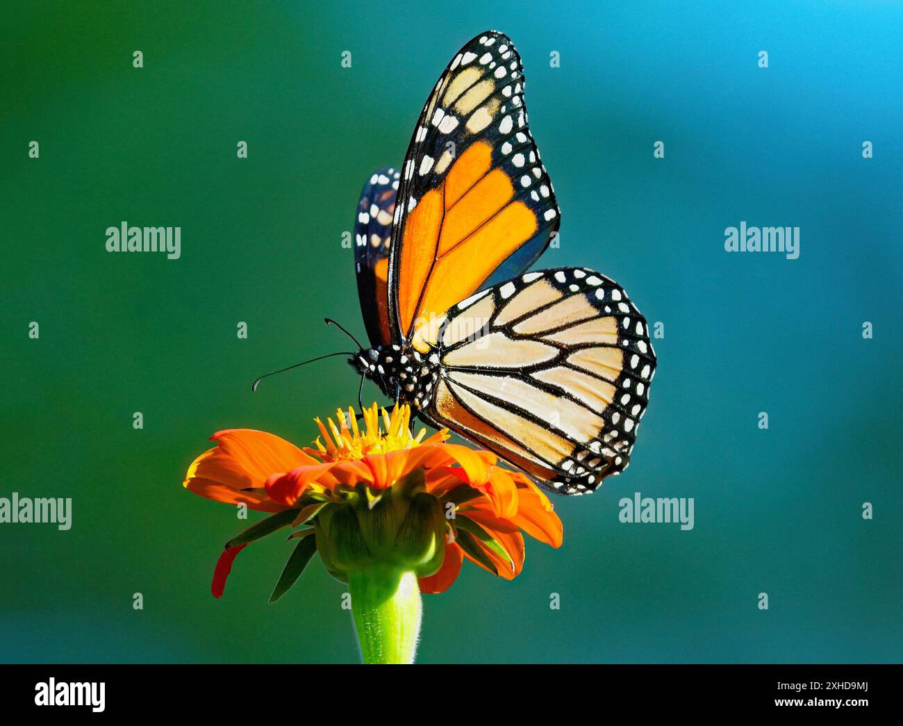Una farfalla Monarch sulla cima di un girasole messicano arancione con uno sfondo colorato blu e verde visto da vicino. Foto Stock