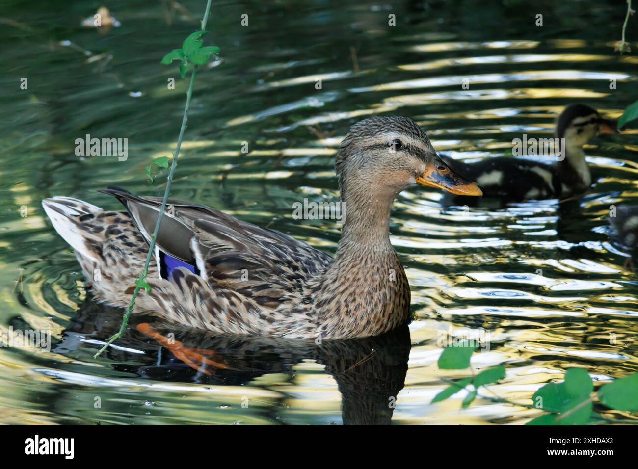 Anatra Mallard, Anas platyrhynchos, donna con il suo bambino con riflessi dorati del tramonto, Onil, Spagna Foto Stock