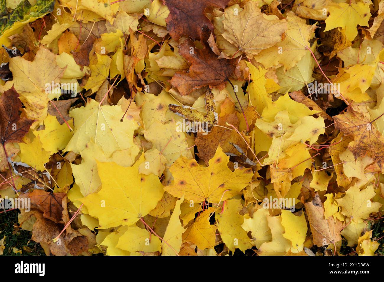 Primo piano di foglie d'acero giallo dorato caduto che segnalano la fine dell'estate con l'arrivo dell'autunno. Foto Stock