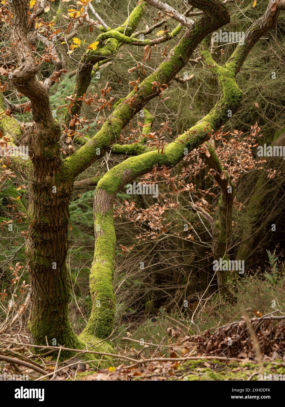 Riserva naturale di Lurkenhope nello Shropshire ma vicino a Knighton nel Galles centrale, Regno Unito Foto Stock