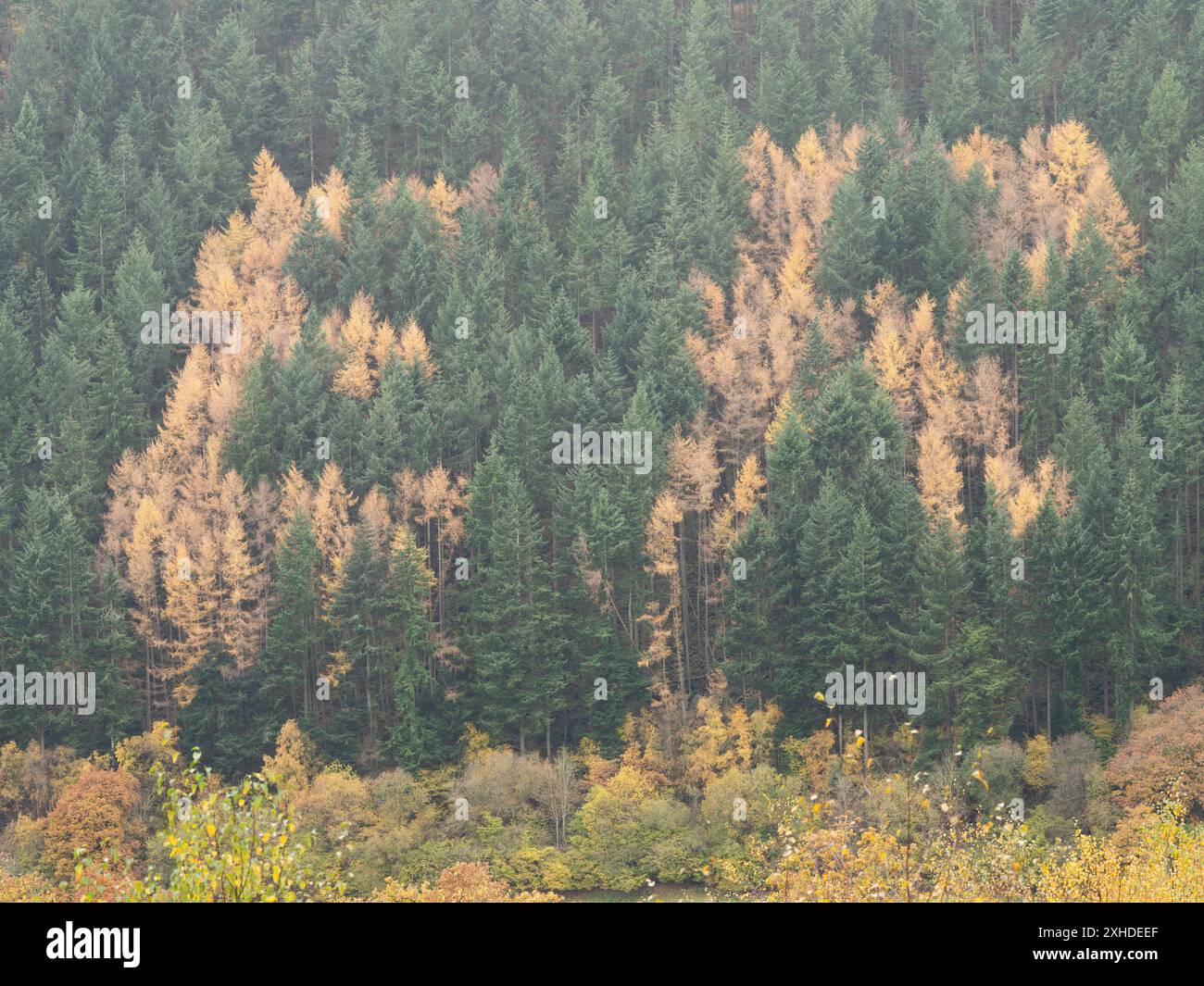 Riserva naturale di Lurkenhope nello Shropshire ma vicino a Knighton nel Galles centrale, Regno Unito Foto Stock