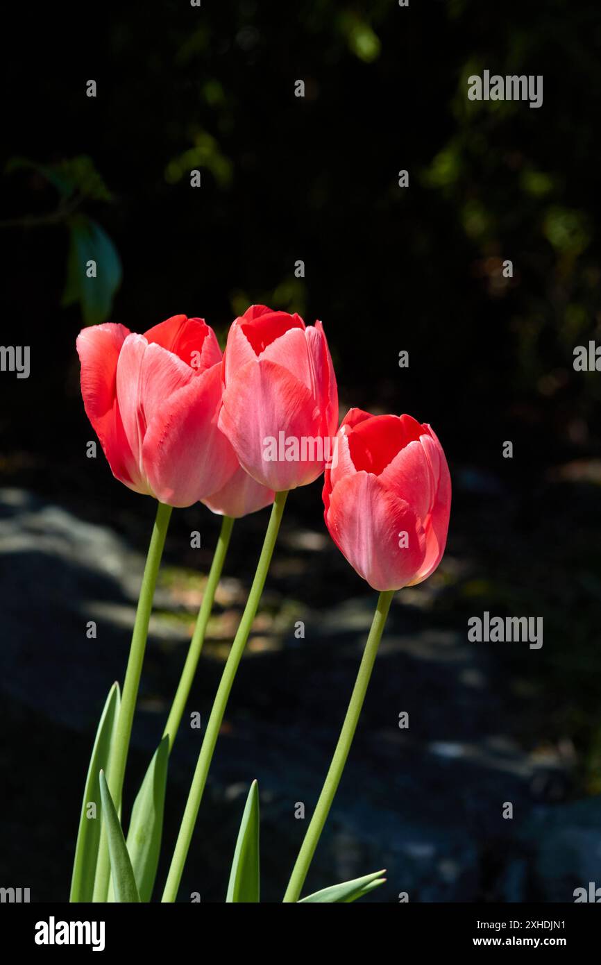 Tre tulipani rossi con steli verdi sono illuminati dal sole. Foto Stock