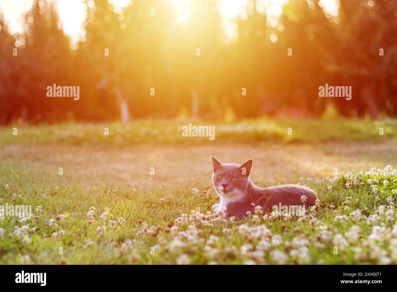 Un gatto grigio giace in un campo di trifoglio bianco, crogiolandosi nella calda luce del sole che tramonta. Foto Stock
