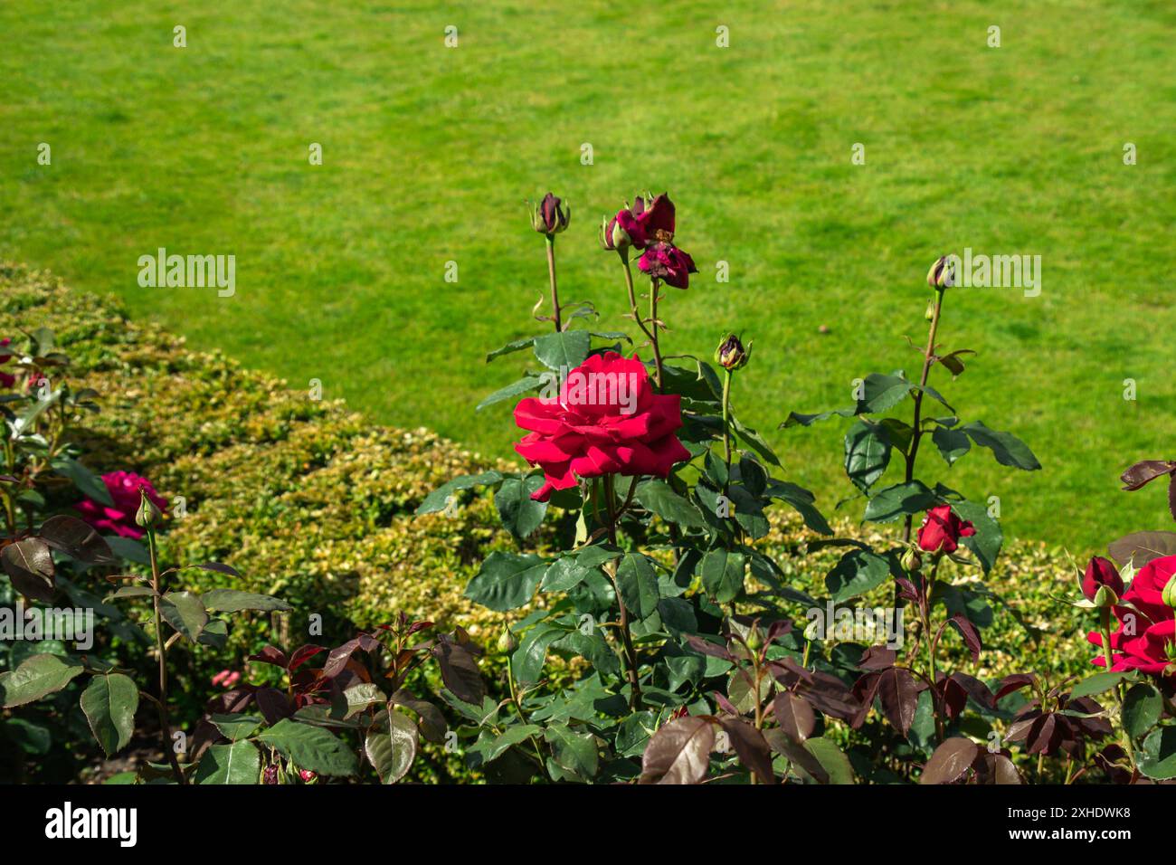 Primo piano di una vivace rosa rossa che fiorisce in un giardino ben tenuto con lussureggiante erba verde sullo sfondo. Foto Stock