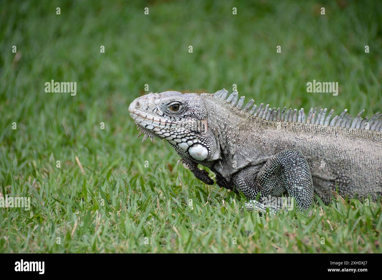 L'iguana verde è anche conosciuta come una grande lucertola arborea del genere iguana. Fauna brasiliana Foto Stock