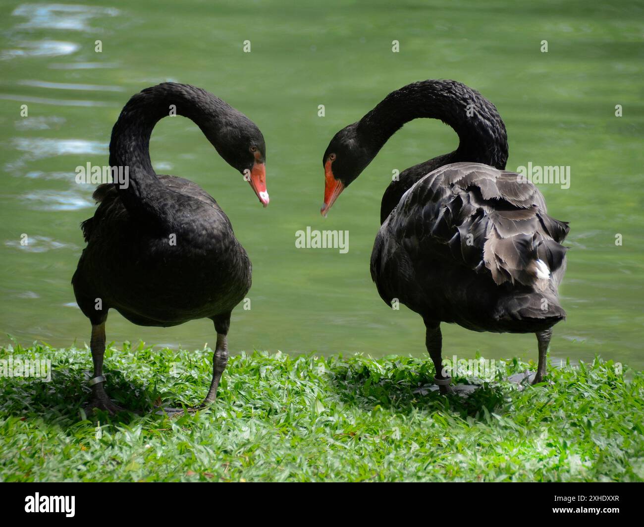 Bellissimi cigni neri (Cygnus atratus) che simboleggiano un cuore in una bella giornata di sole. Uccello d'acqua di grandi dimensioni, con flussi migratori irregolari Foto Stock