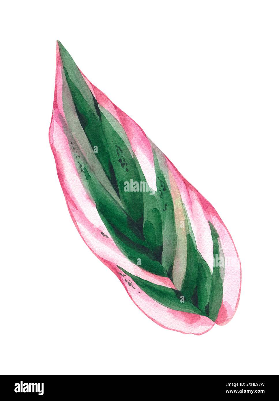 Foglia di acquerello di Calathea rosa stromanthe isolata su sfondo bianco. Foglie tropicali trafilate a mano di piante da casa per la progettazione di imballaggi, tessuti, Foto Stock