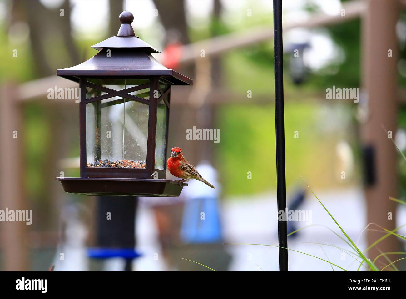 Casa finch sull'allevamento di uccelli Long Island New York Foto Stock