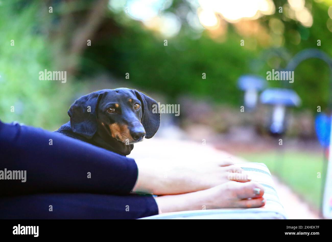 Cane da salotto Long Island New York Foto Stock