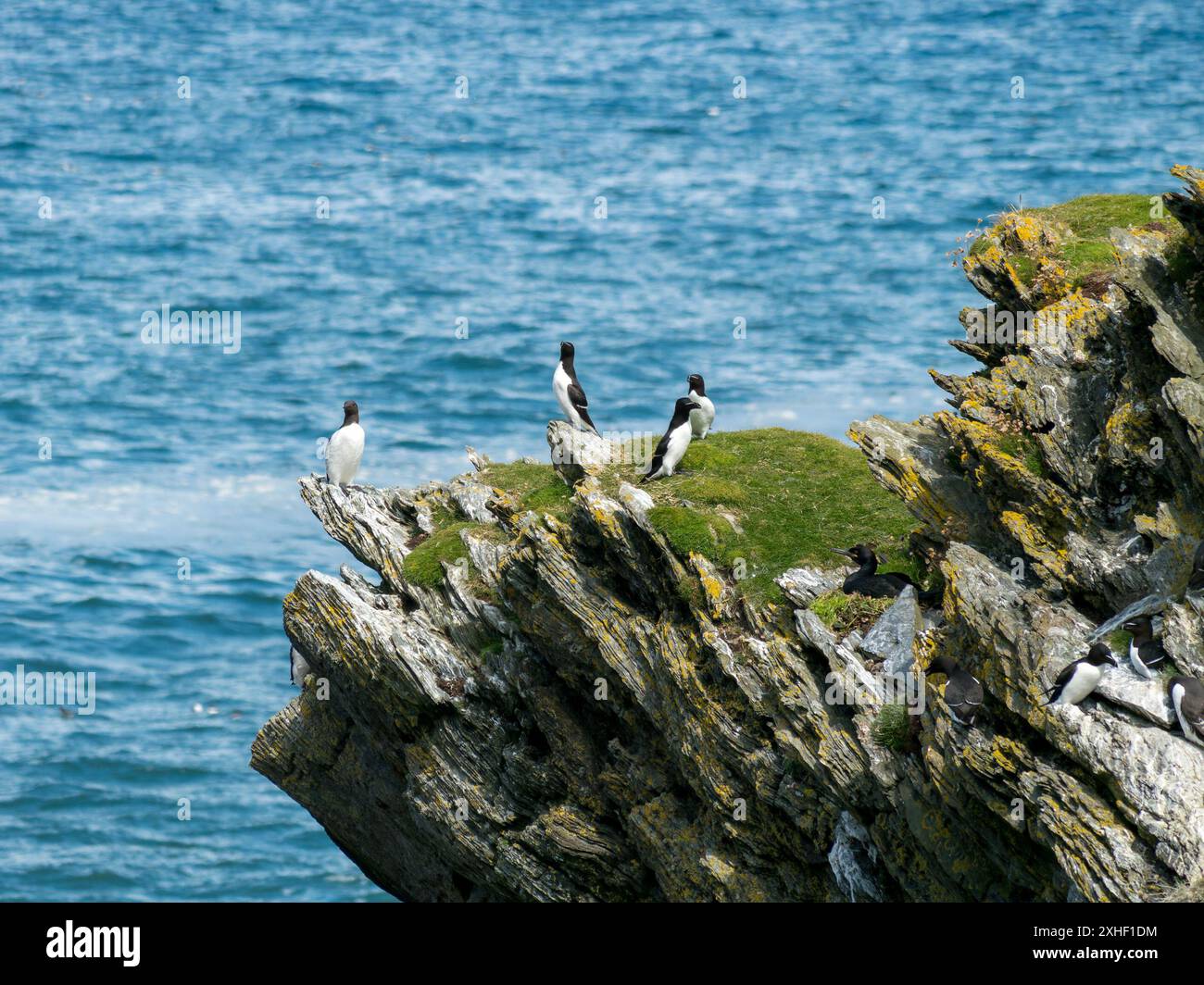 Razorbills (Alca Torda) un guillemot comune (Uria aalge) e nidificare Shag (Gulosus aristotelis) uccelli marini sulle scogliere marine, Isola di Colonsay, Scozia, Regno Unito Foto Stock