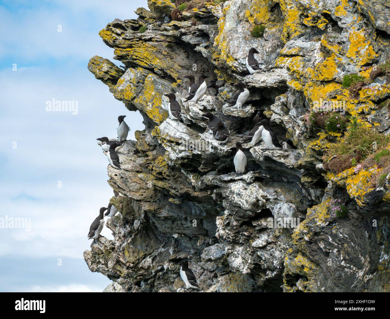 Razorbills (Alca Torda) e Guillemots (Uria aalge) uccelli marini arroccati sulle scogliere marine di Pig's Paradise sull'isola di Colonsay, Scozia, Regno Unito Foto Stock