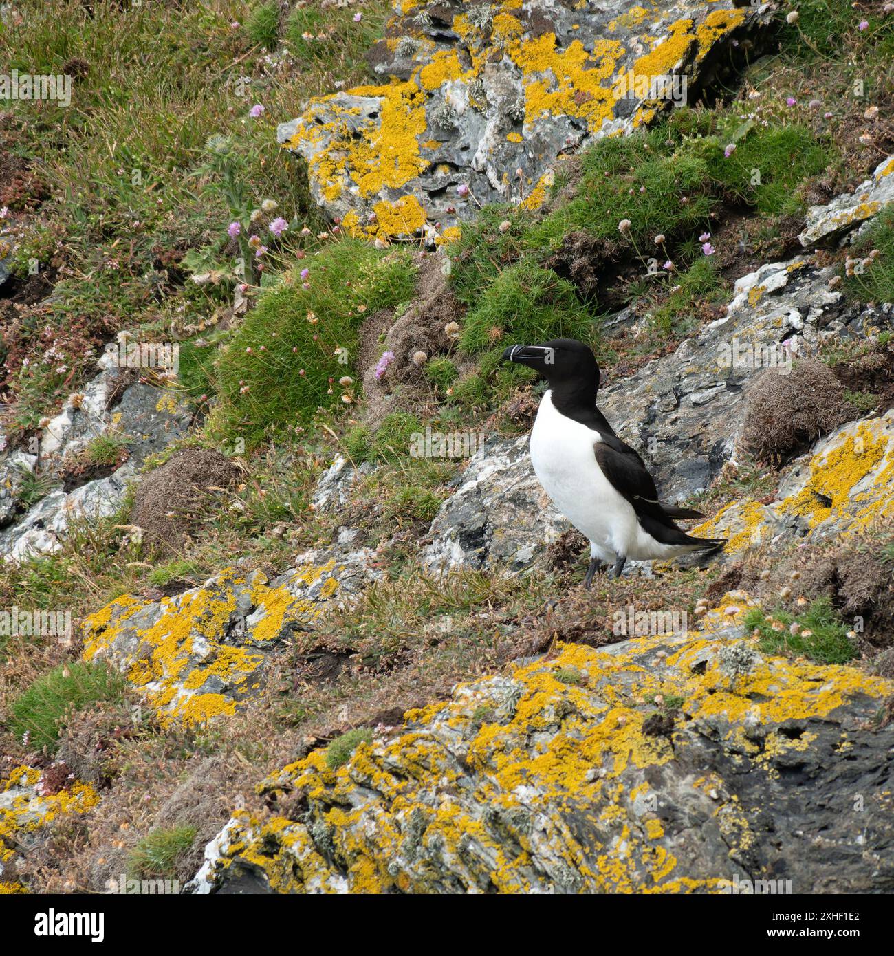 Un uccello marino di Razorbill (Alca torda) arroccato sulle scogliere marine, Isola di Colonsay, Scozia, Regno Unito Foto Stock