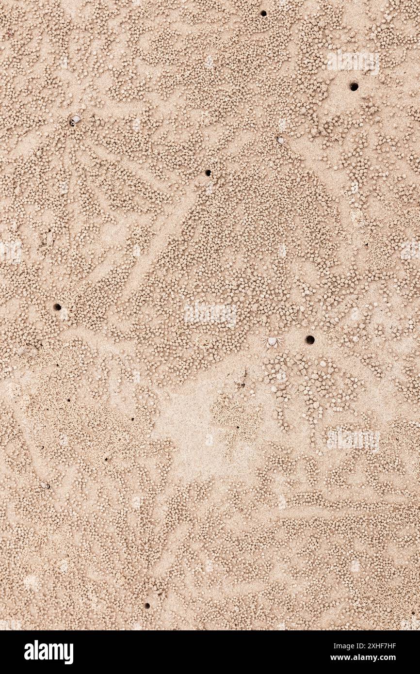 Buco di granchi fantasma sulla spiaggia di sabbia con piccole palline di sabbia naturali. Foto Stock