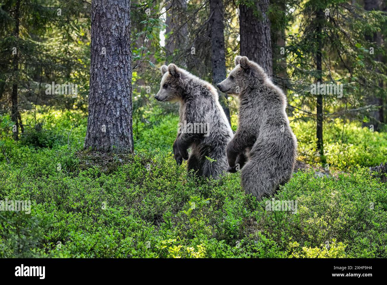 Cuccioli di orso in piedi e osservano nella foresta Foto Stock