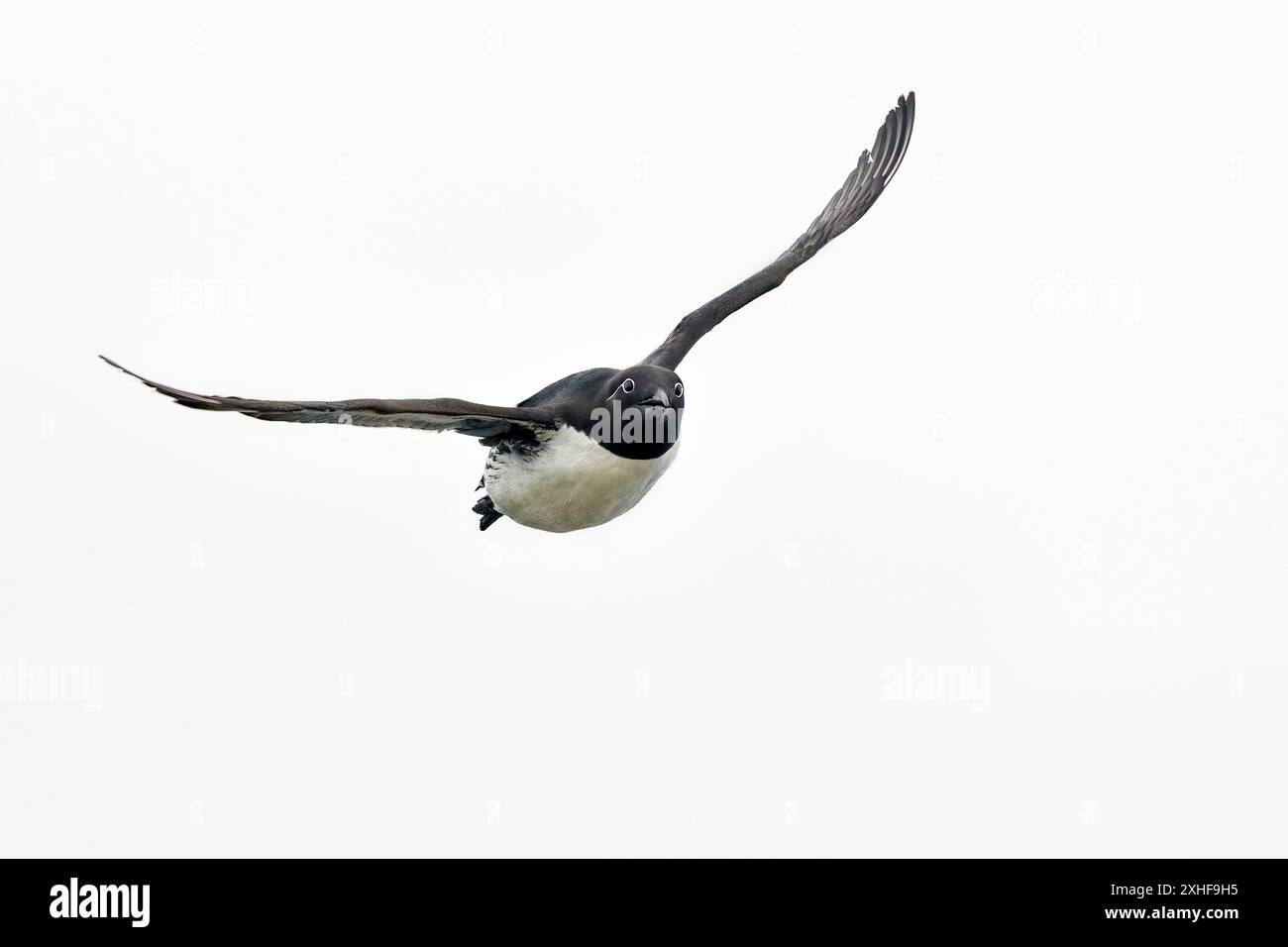 Comune di Guillemot in volo Foto Stock