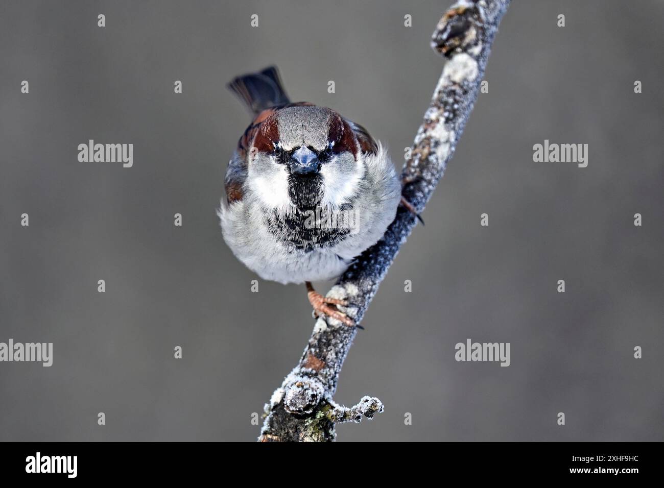 Eurasian tree sparrow Foto Stock