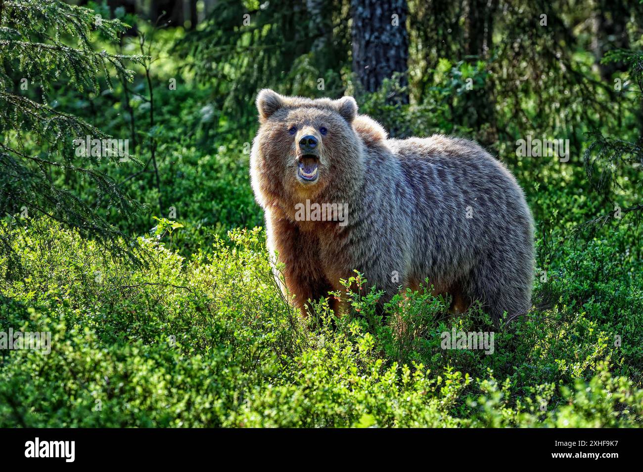 Orso bruno della foresta Foto Stock