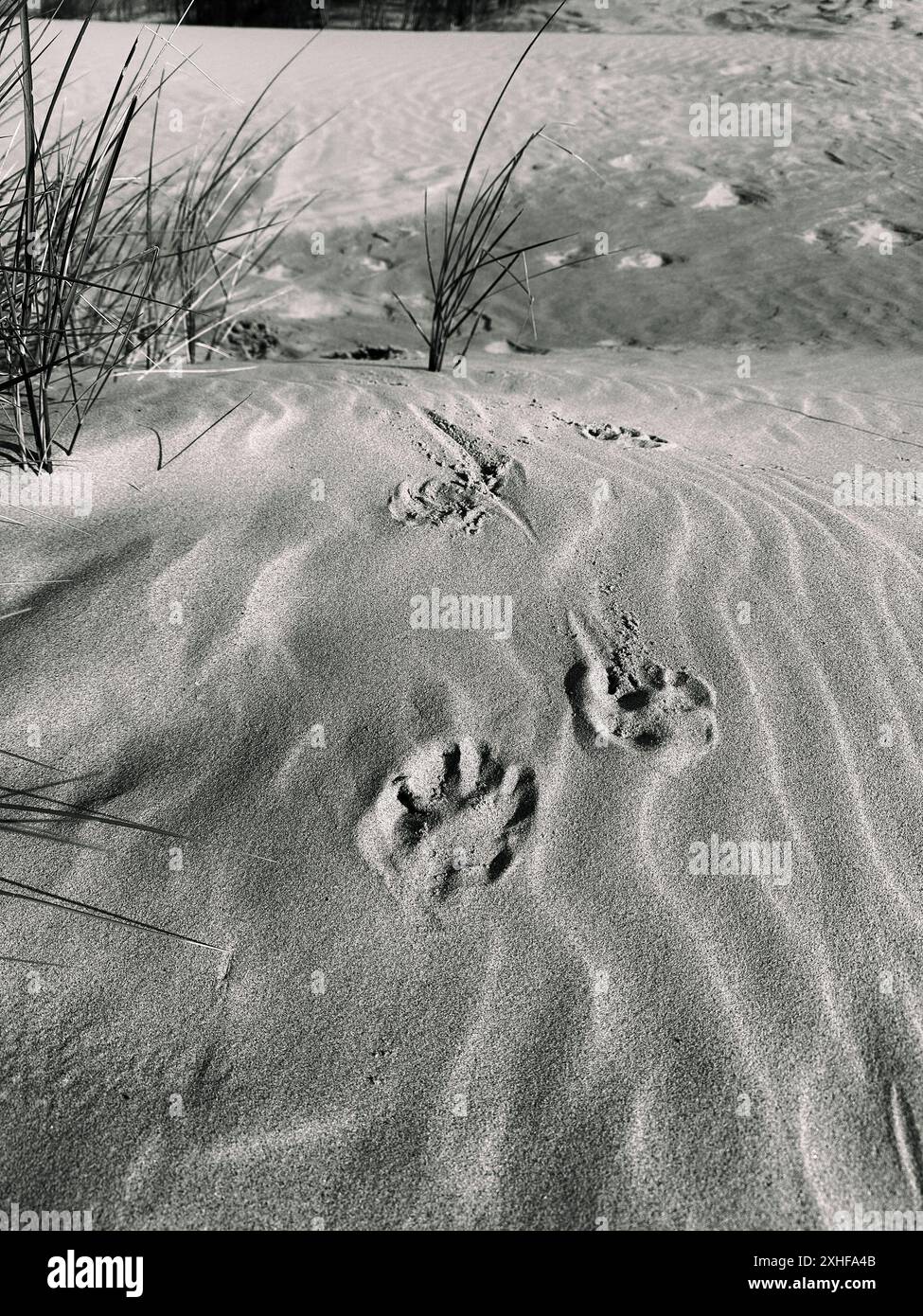 Paw stampa sulla spiaggia di Calais Foto Stock