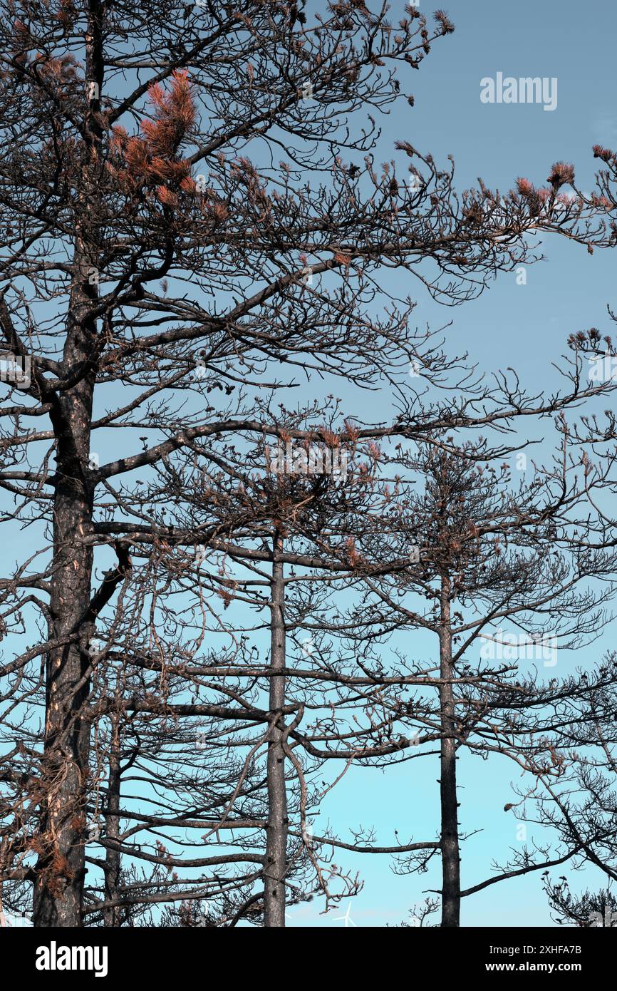 Alberi carbonizzati dopo l'incendio della foresta a Legarda Foto Stock