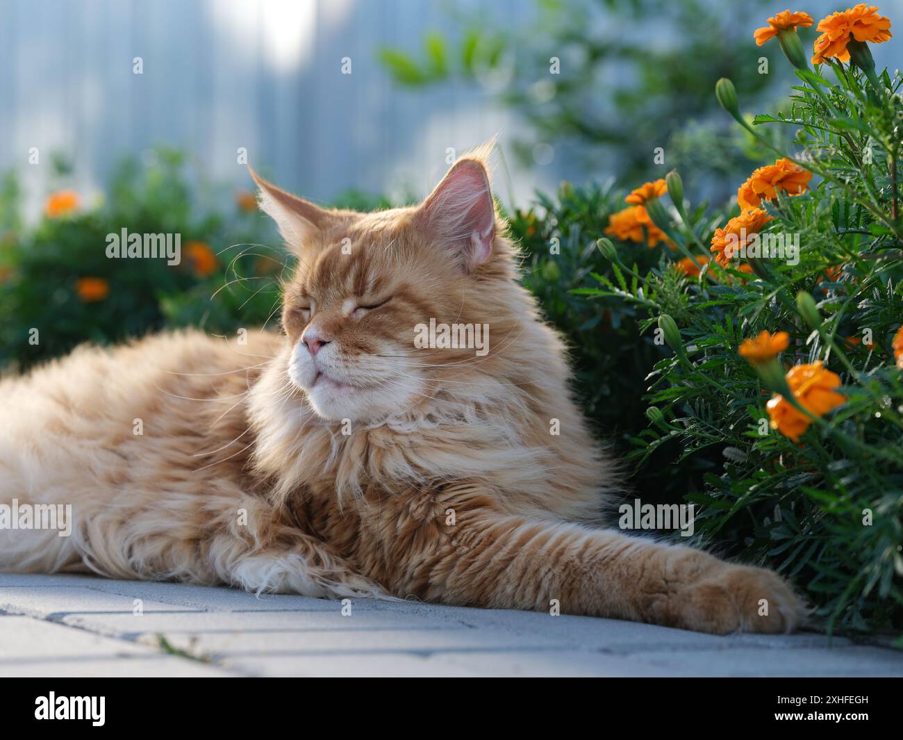 Un gatto rosso del Maine Coon sdraiato in un giardino. Primo piano. Foto Stock