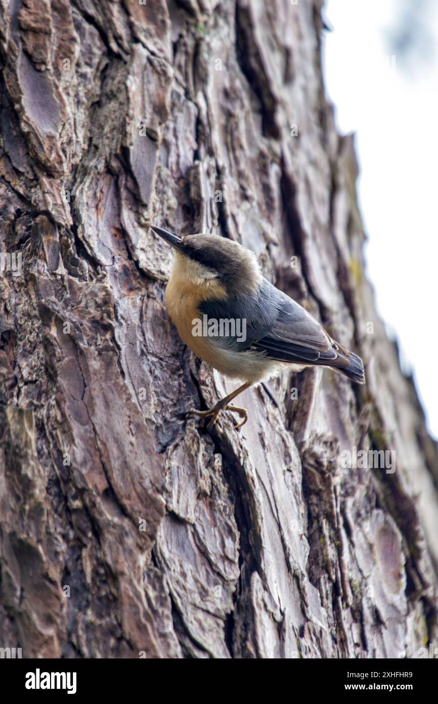 Il Pygmy Nuthatch, con le sue dimensioni compatte e il piumaggio grigio-bluastro, è stato avvistato aggrappato ad un albero di pino nel Golden Gate Park. Questa foto cattura il suo li Foto Stock